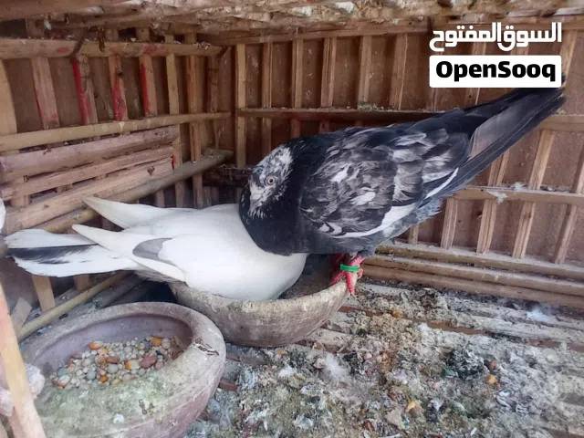 للبيع مجموعة حمام مستويات ممتازة وتقليب عالي – زاجل وباكستاني وقطقاتي وأسترالي