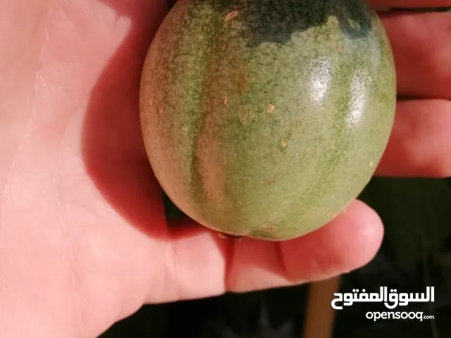 باشن فروت الضفه فقط على 6 دنانير تحمل ثمر وزهر وموجود أحجام كبيره على نفس السعر