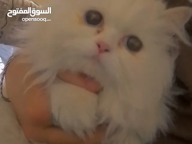 بسة شيرازي للبيع في الزرقاء
