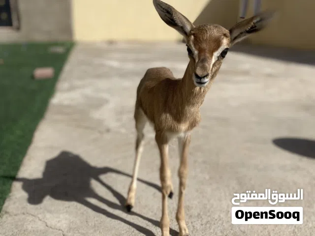 غزلان و ارانب برية