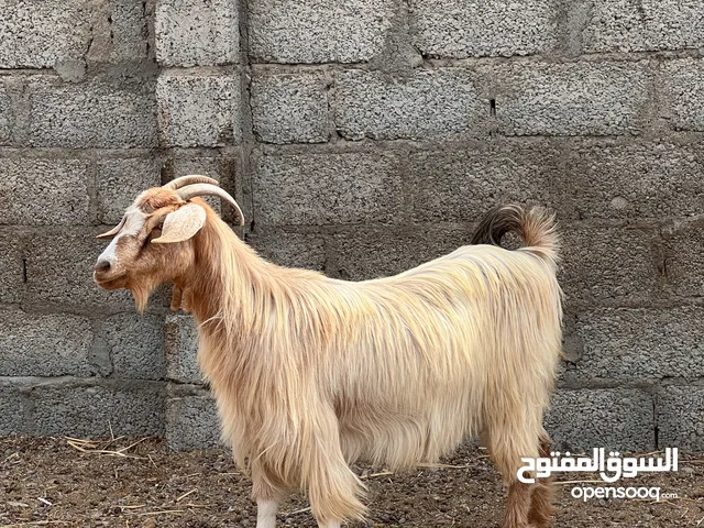 للبيع شاه سمينه