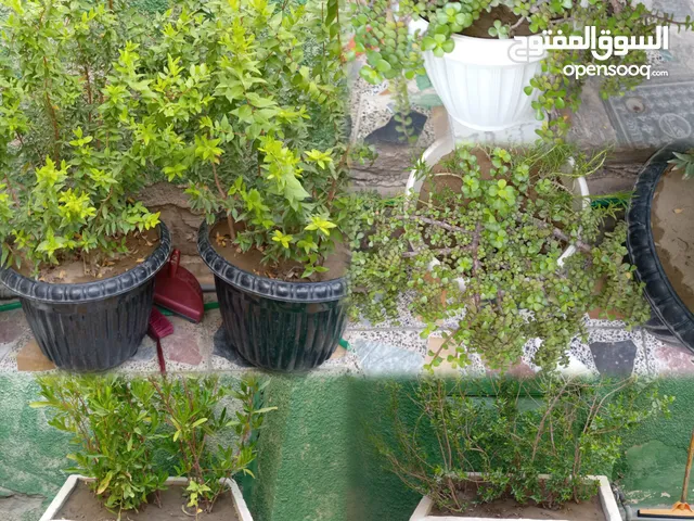 نباتات حلوة للحديقة والبيت -ياس حجم كبير-صبار دمعة الطفل عدد 4 -دودونيا-حجم كبير
