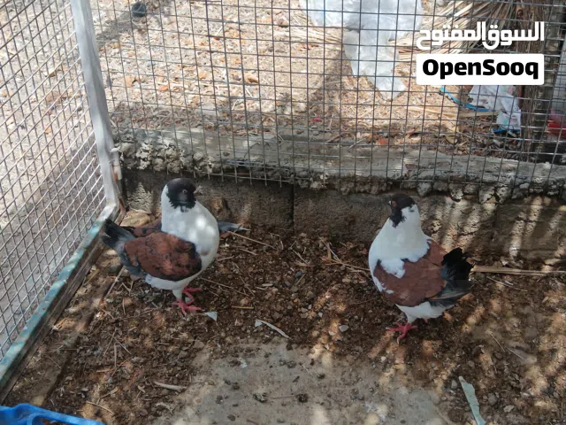 حمام مدينه مكتف ما شاء الله على الحجم
