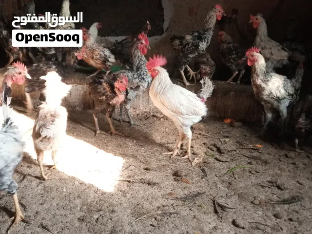 يوجد ديوجه عرب للبيع العمر 7 اشهر وصحتهن جيده وملقحات