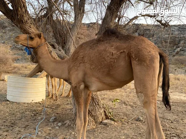 للبيع قعود يذع نظيف
