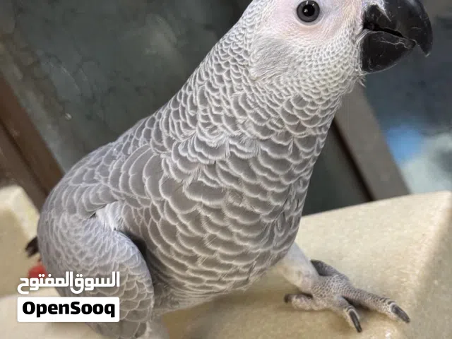 فرخ كاسكو انتاج محلي