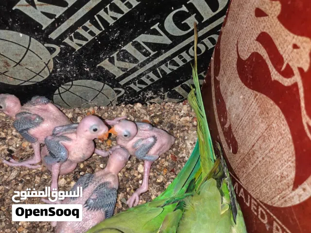 ببغاء دره هندي أفراخ للبيع سعر الواحد 75 العدد 4 العنوان بصره الحكيميه شارع مقبرة النكليز شرط الصحه