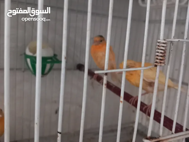 طيرة حمرا مع خمس فراخ