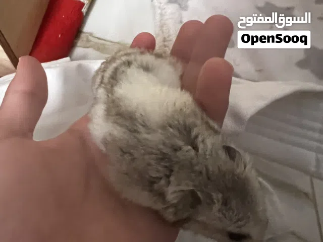 هامستر سوري للبيع