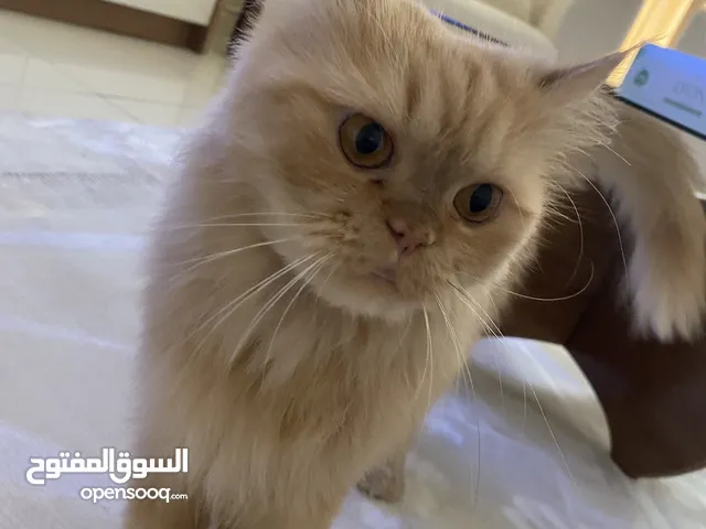 4 years old for sale Persian cat