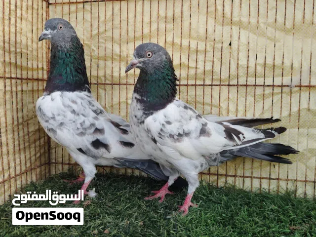 حمام بكستاني للبيع