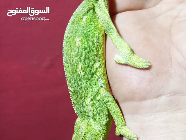 حرباى نوع كاميليا صحه ممتازة يوجد احجام تربيه منزليه اليفه وغير مؤذى
