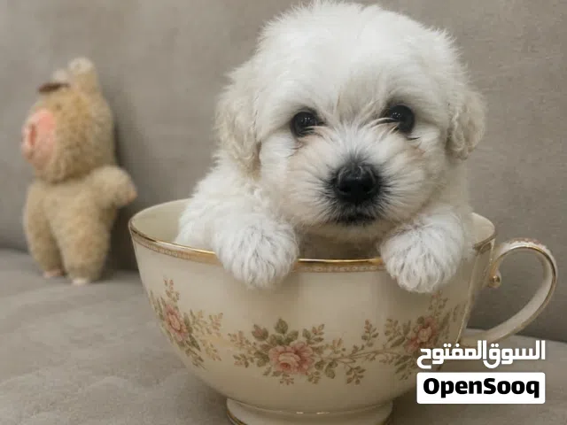 جرو من أعلى واجمل المستويات أهالي مستوردين كلب بصلاه ع نبي عل قد كفه الايد عل واقع لسا أصغر حجم جدا