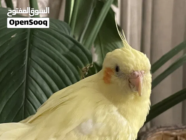 كوكتيل لاتنيو ذكر