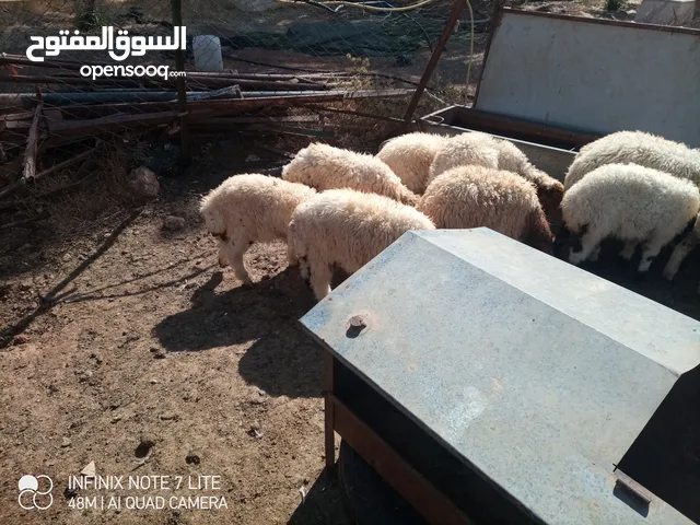 عبر العدد 10 أعمار ثلاث شهور  شكل و لون وسر طيب تسمم غذائي عبر عز المقنوي و الربط من نصيب الشراي