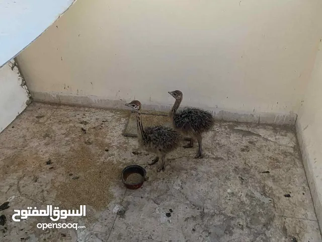 نعمتين للبيع في العقبه ما شاء الله صحه ونظافه عمرهم شهر ونص