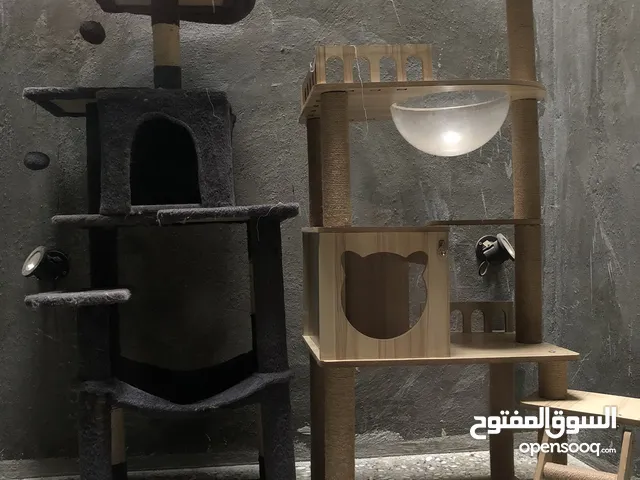 بيتين قطط للبيع