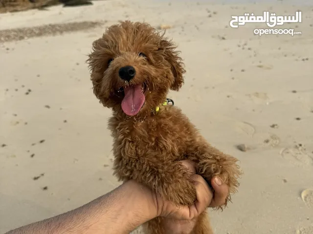كلاب توي بودل للبيع Toy Poodle Puppies for Sale