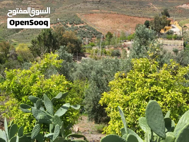 مزرعة مع بيت عظم مزروعه زيتون بأجمل مواقع بساتين ماحص منطقة شاليهات ومزارع وبسعر مغري