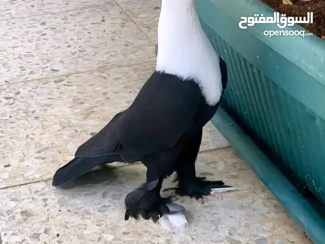 فرخات جاج بلدي للبيع مادبا الفيحاء عدد 42للبيع