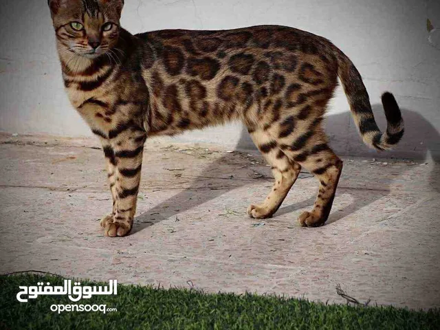 قطط بنغال بيور ذكر انثي غير معقمين