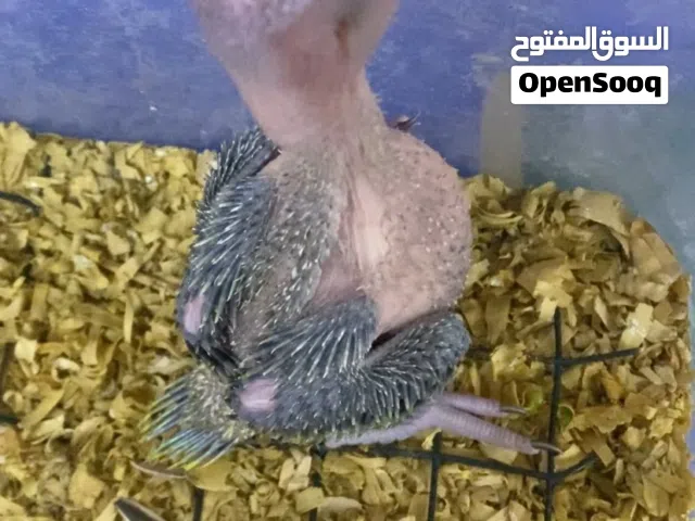فروخ دره الاخضر