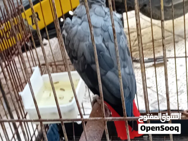 کاسکو بري متکلم بي کلام خير من الله الافه فول ضخامه فول