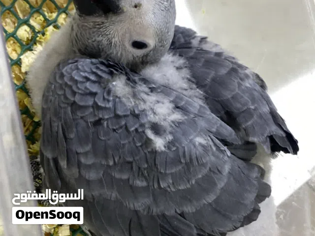 كاسكو فرخ دبل دبل سوبر جامبو للون ثلجي وحجم يملي العين