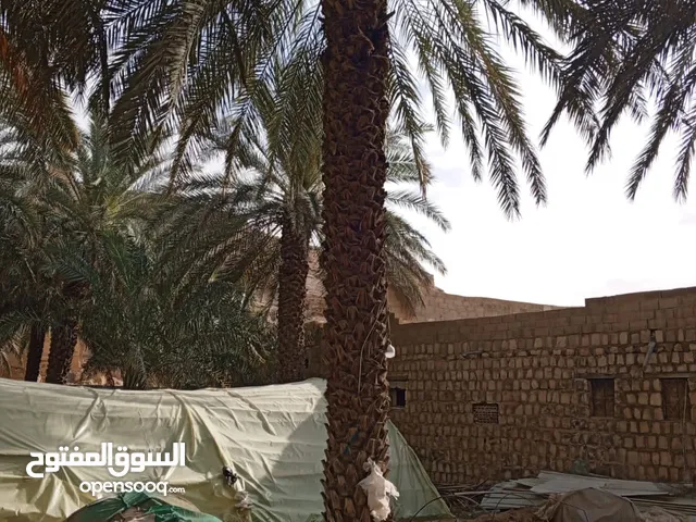 توريد وتركيب انخيل العربي ولوشنطني وجميع انواع الشجار