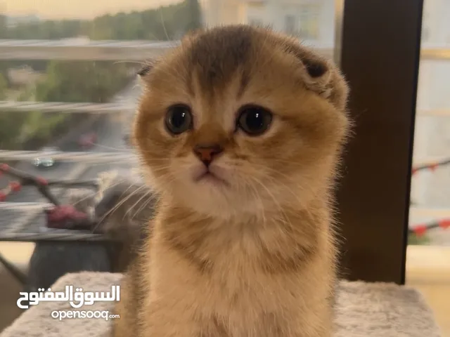قط سكوتش فولد ny25