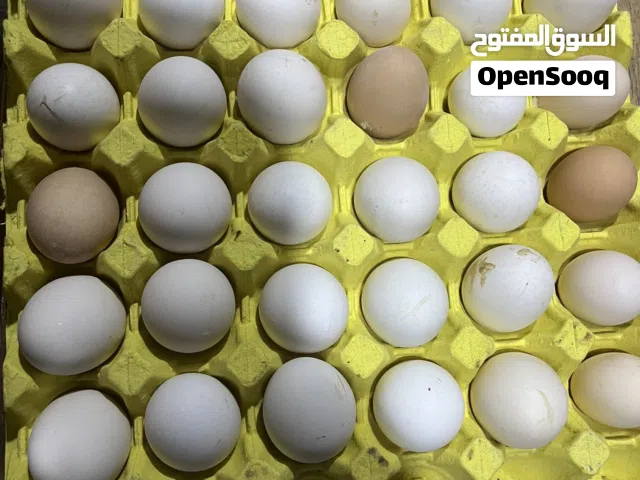 لدينا بيض بلدي  مخصب و عادي