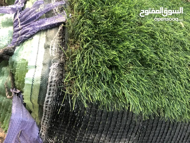 روله ثيل طولة
