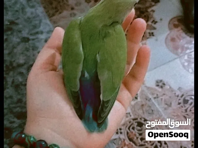 غندورات ثنين لعمر شهرين نوع روز صحه جيده