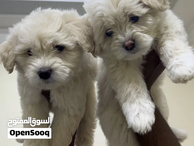 Premium Home-Raised Maltipoo Puppies (Male & Female) – The Safer, Healthier Choice!