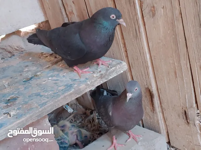 زوجين لوت زوج جواهن فرخ وزوج مزاويج سعر زوج ب8ابو الخصيب