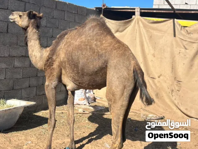 ناقة وطنية للبيع
