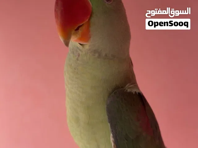 نيبالي عمر سنة للبيع