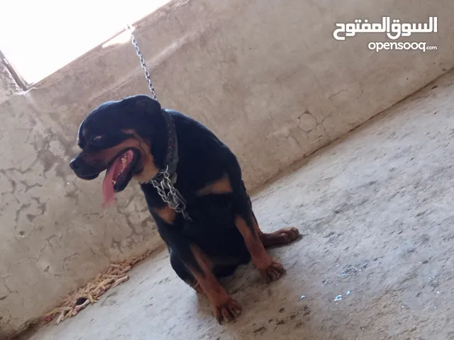 كلب روت وايلر مستواه عالي حجم جامبو