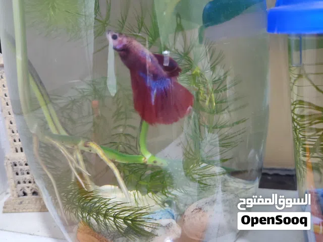 Betta Fish + Tank + Live Plants