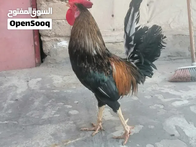متوفر دجاج كويتي اصلي خط اول كحالي سيافي
