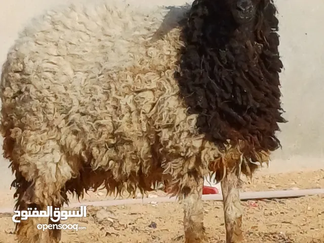 فطيمة وطنية للبيع.
