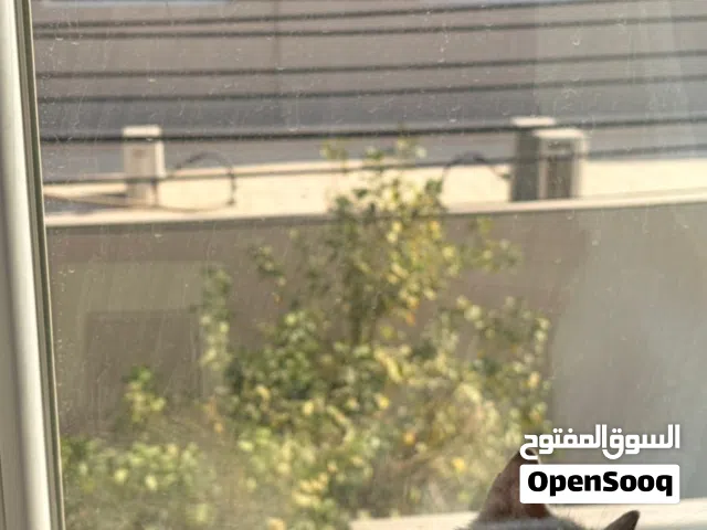 قطه للبيع منزليه