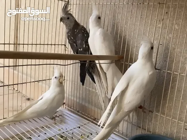 ازواج كوكتيل