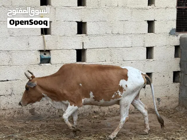 عجله عشره قريب اول ولد