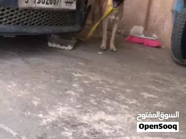 كلب مانيلوا للبيع سعر حرق 800 الكلب مطعم عمره 4 شهور عنده زوز اوامر قعمز وسلم ليبي فيديو خاص وتس