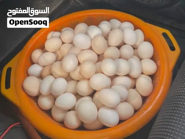 بيض دجاج عماني
