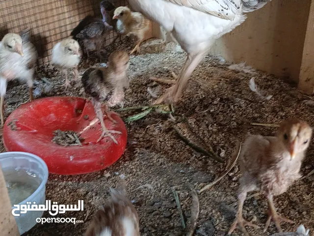 متاح دجاجه وافراخ