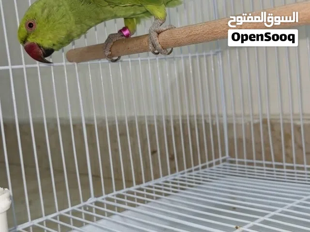 ببغاء ذره هنديه جاهزا للإنتاج