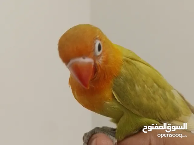 فيشر ترويض تام