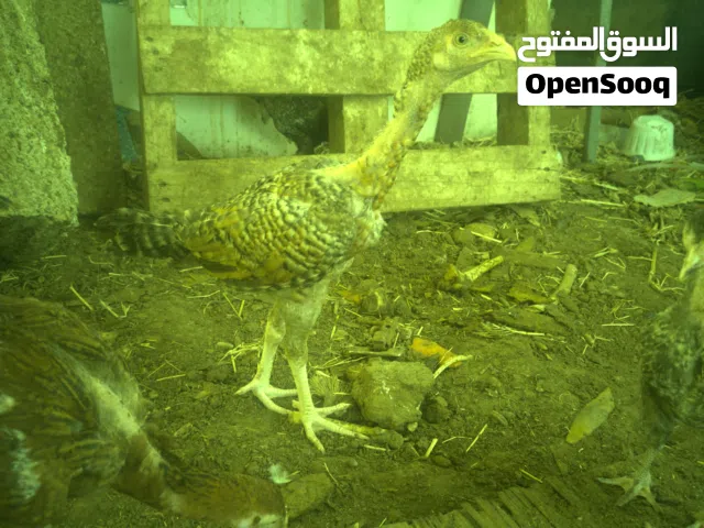ديك باكستاني سلاله نادره مع إخوانه ثلاثه  مناقشته السعر